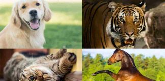 Test psicologico sugli animali-Political24