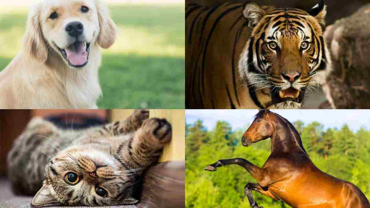 Test psicologico sugli animali-Political24