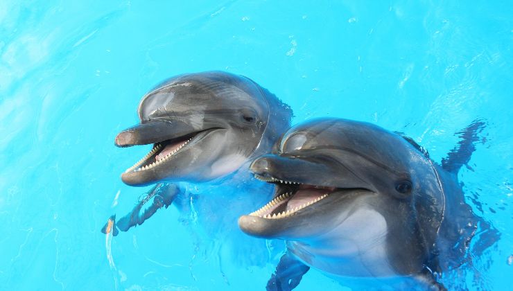 Test visivo dei delfini Political24