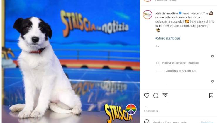 striscia la notizia nome cane- political24