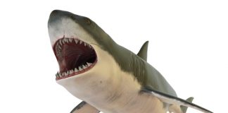 Otodus Megalodon