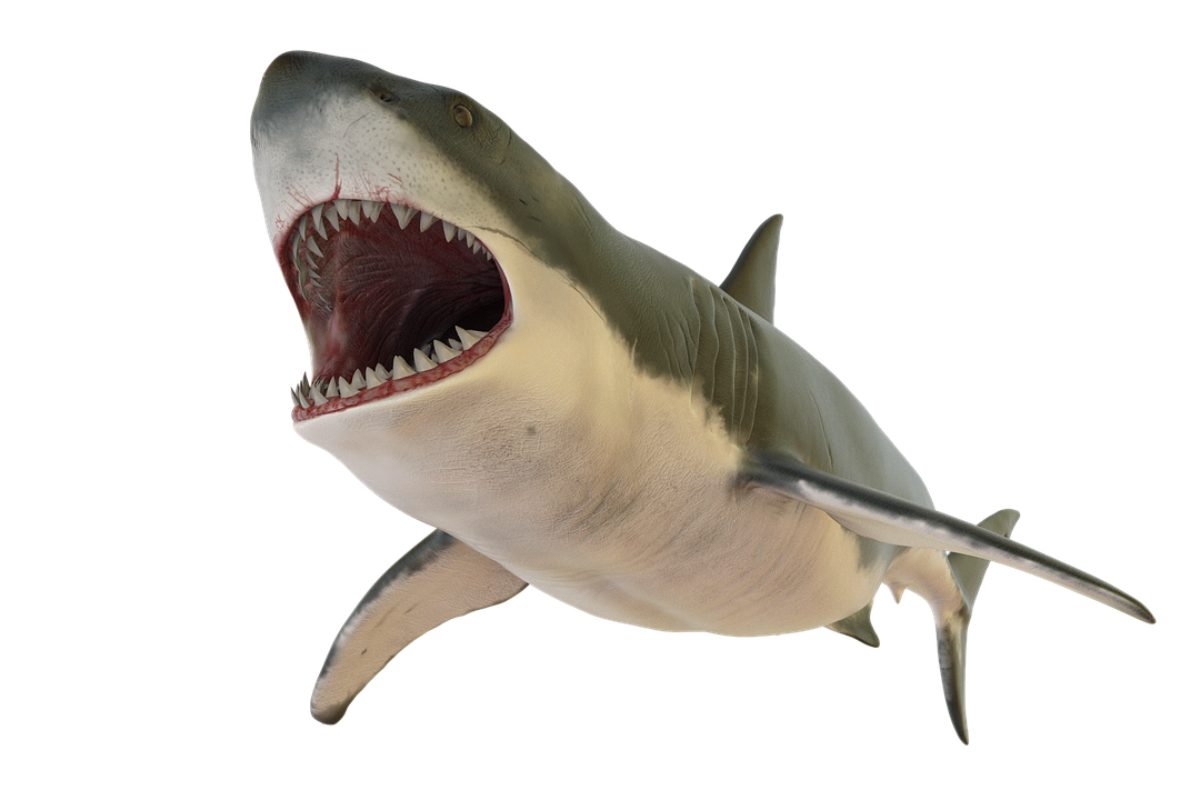 Otodus Megalodon